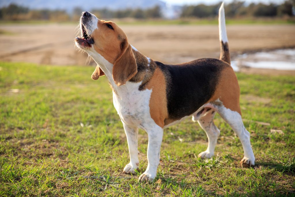 Beagle, printre rasele predispuse la latrat excesiv. Foto: Freepik.com
