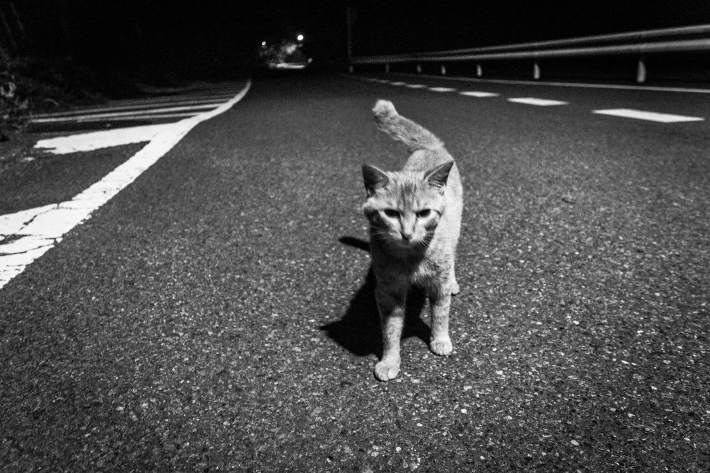 În multe situații, animalele revin la locuințele lor inițiale chiar și după ce familiile s-au mutat. Sursa foto: Freepik.com