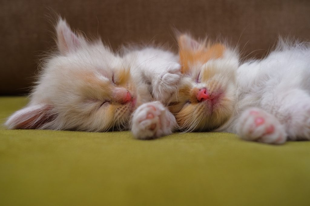 Puii de pisică torc chiar înainte să deschidă ochii. Foto: Freepik.com