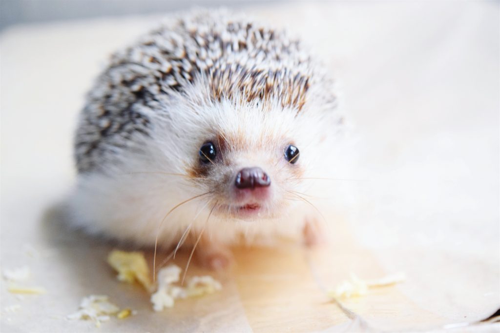 12 lucruri adorabile pe care le fac puii de animale și ne cuceresc instant. Foto: Freepik.com