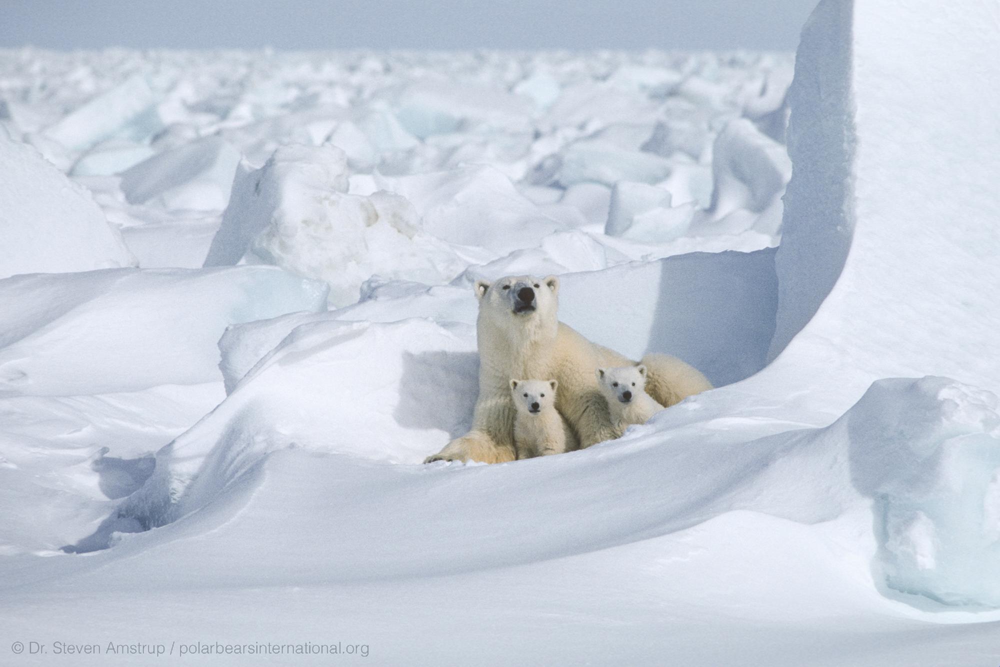 Urșii polari duc o viață foarte grea. sursa foto Merril Darees / Polar Bears International