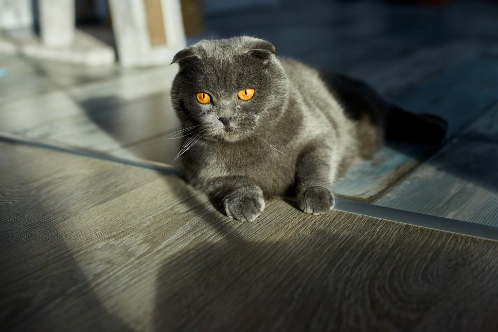 Trăsătura definitorie a pisicilor Scottish Fold, urechile pliate, este rezultatul unei mutații genetice care afectează cartilajul. Sursa foto: Freepik.com