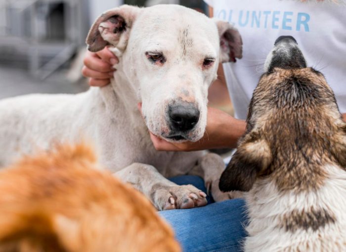 Alertă sanitară în Maramureș! Focar de rabie la animale domestice şi sălbatice