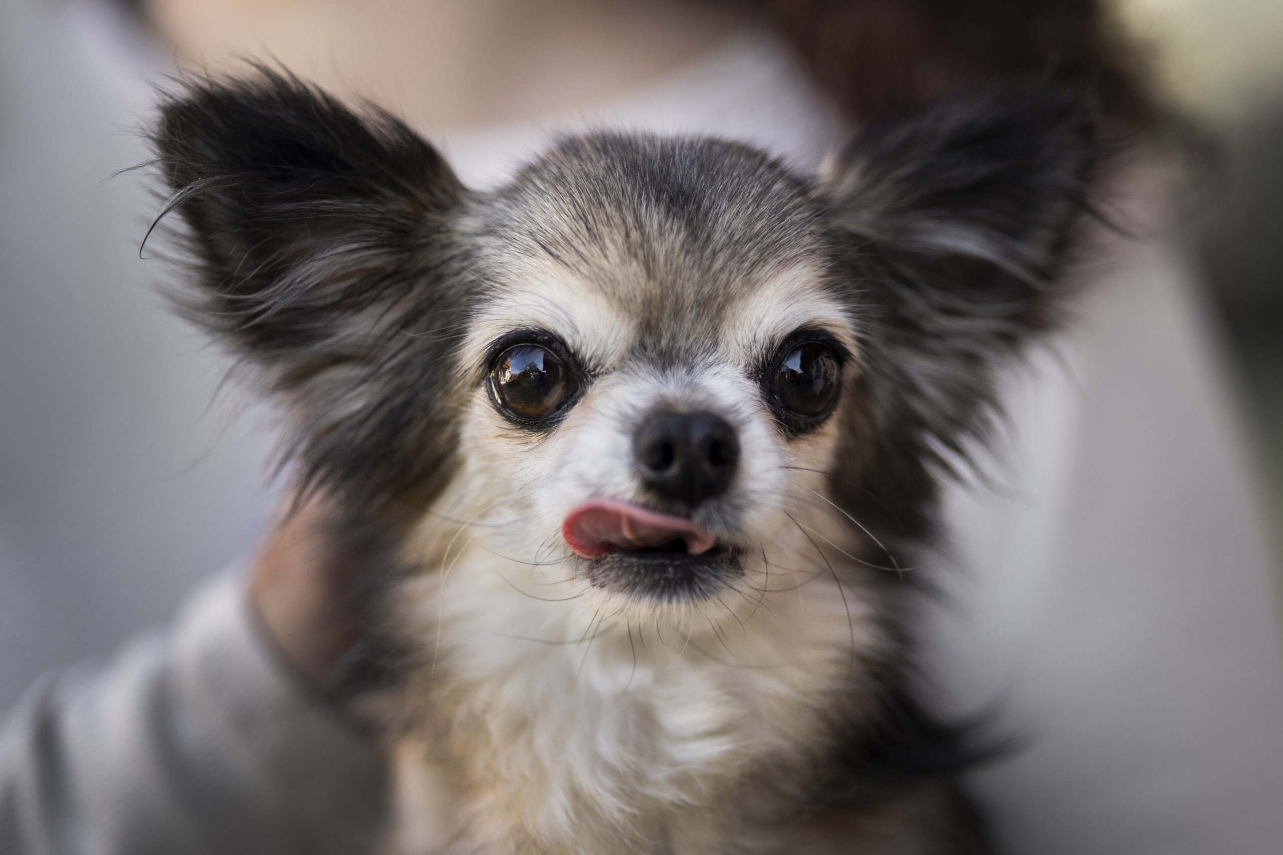 Lătratul excesiv la câini. Sursa foto: Freepik.com