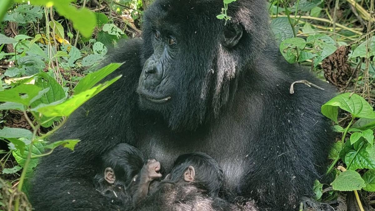 Naștere rară: gemeni de gorilă de munte, aduși pe lume în cel mai vechi parc național din Africa