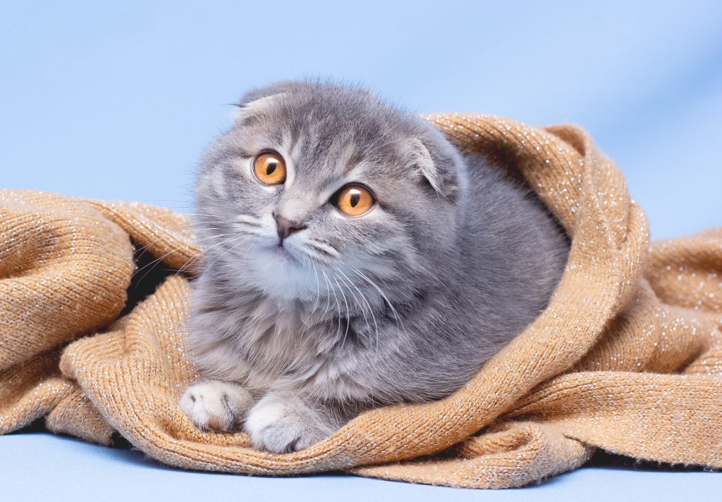 Cei care dețin deja astfel de pisici le pot păstra, cu condiția. Sursa foto: Freepik.com