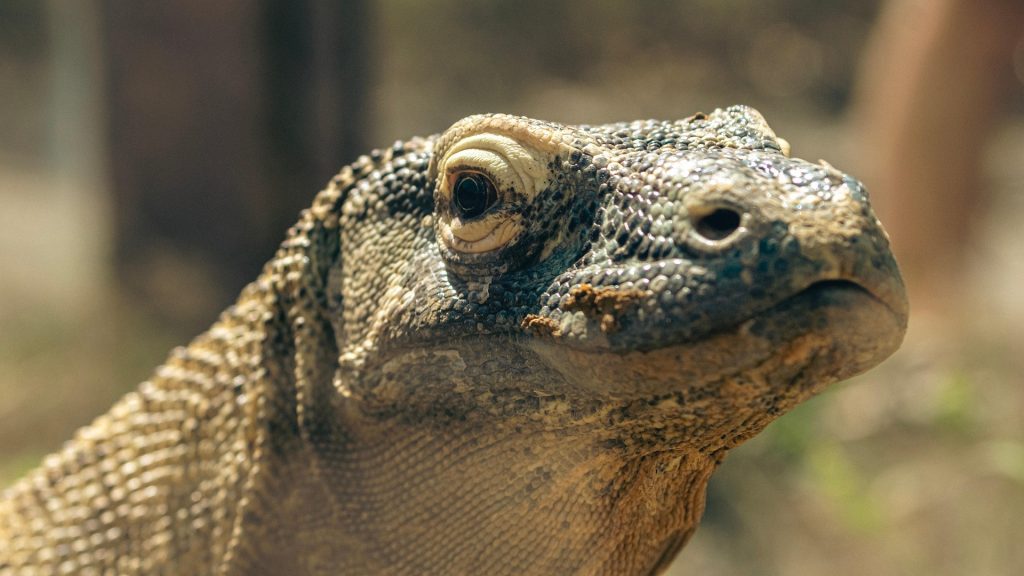 Dinții dragonului de Komodo par pictați cu o cariocă portocalie. Foto: Pixabay.com