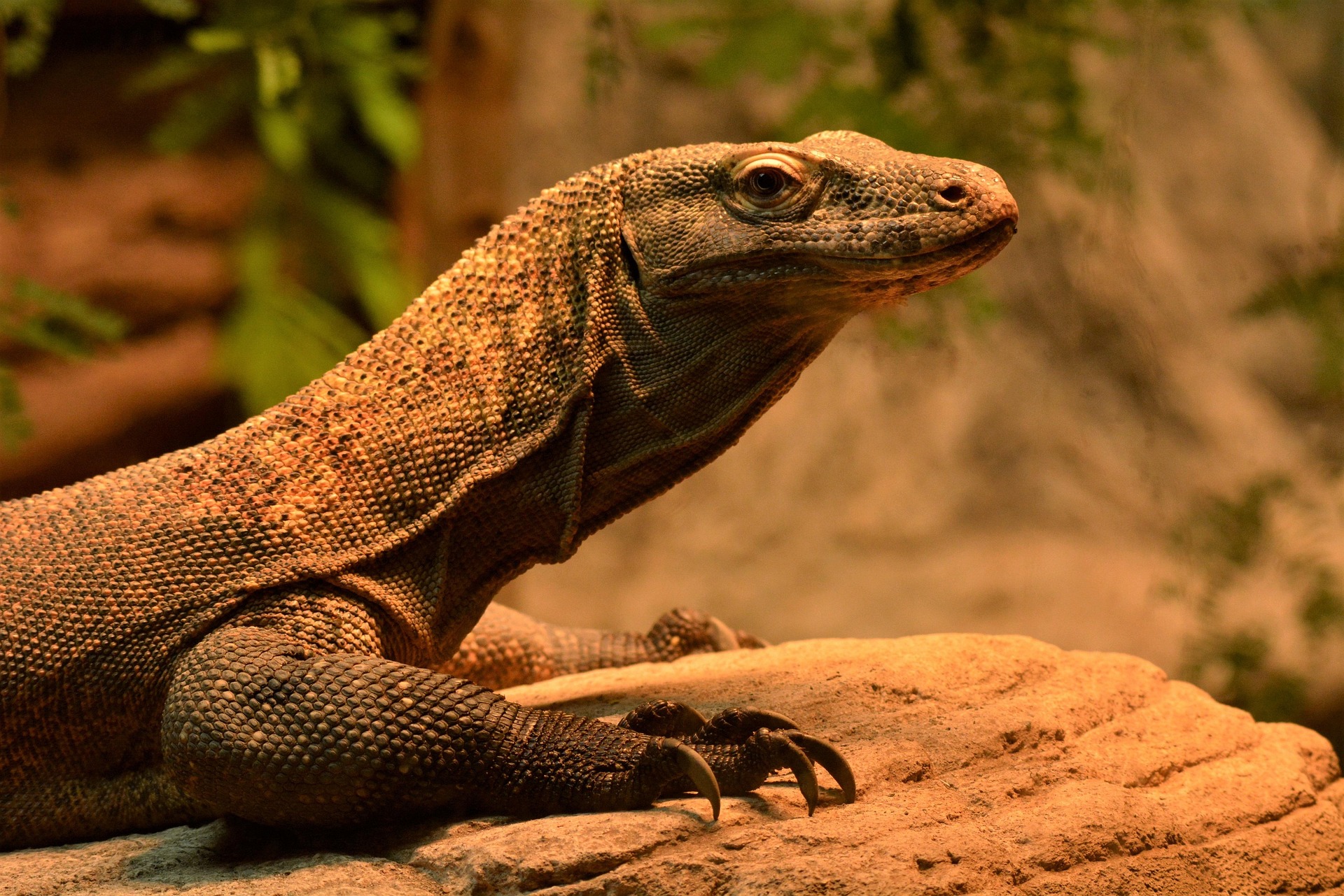Dragonul de Komodo are dinți cu vârf de fier - un zâmbet colorat în portocaliu. Sursa foto: Pixabay.com