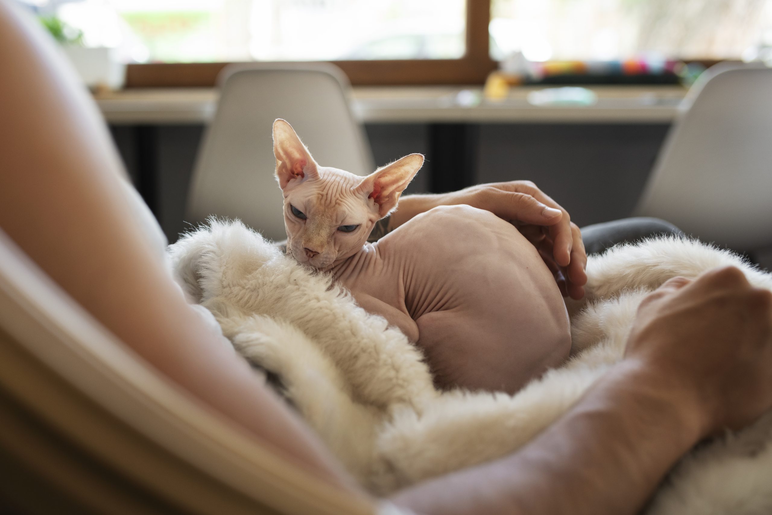 Comerțul cu pisici Scottish Fold și Sphynx, interzis în Olanda de la 1 ianuarie 2026