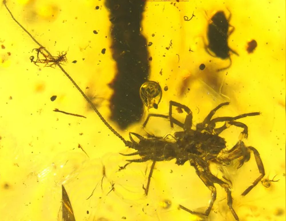 Creatura asemănătoare păianjenului care avea coadă și trăia acum 100 de milioane de ani