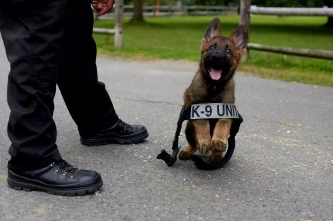 Prea prietenoși pentru a fi polițiști: ce se întâmplă cu câinii respinși din programele K9
