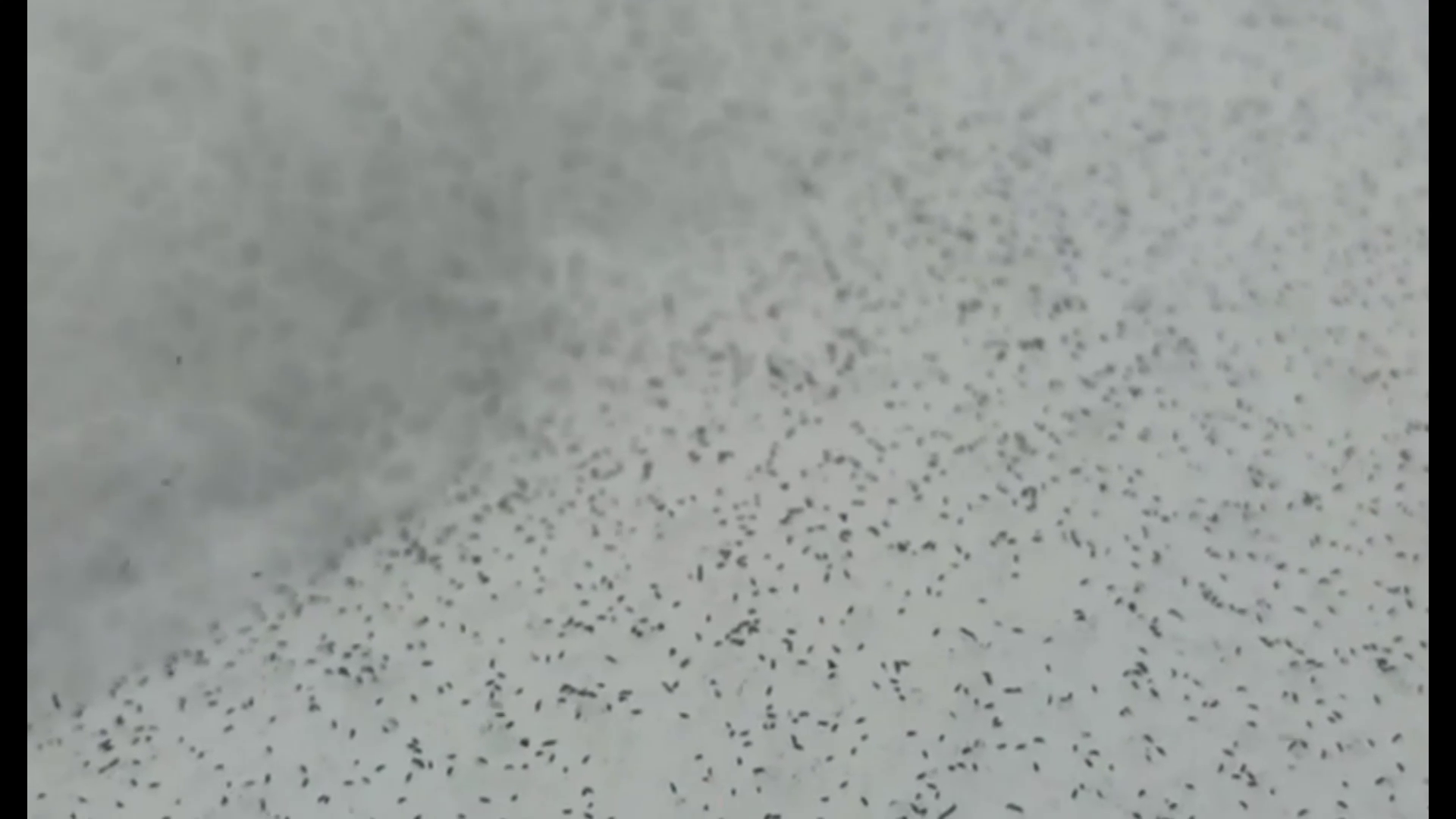 Specialiștii explică faptul că sunt colembole – organisme minuscule, înrudite cu insectele. sursa foto captură Facebook