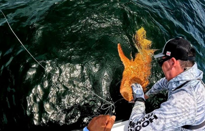 Un fenomen genetic rar a dat naștere unui rechin auriu cu ochi albi în apele Costa Ricăi