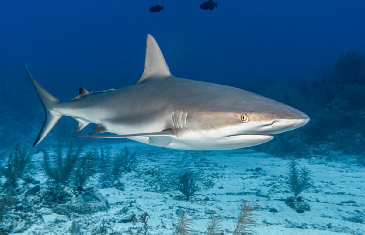 Știați că rechinul alb dezvoltă un nou tip de dinți odată cu înaintarea în vârstă?