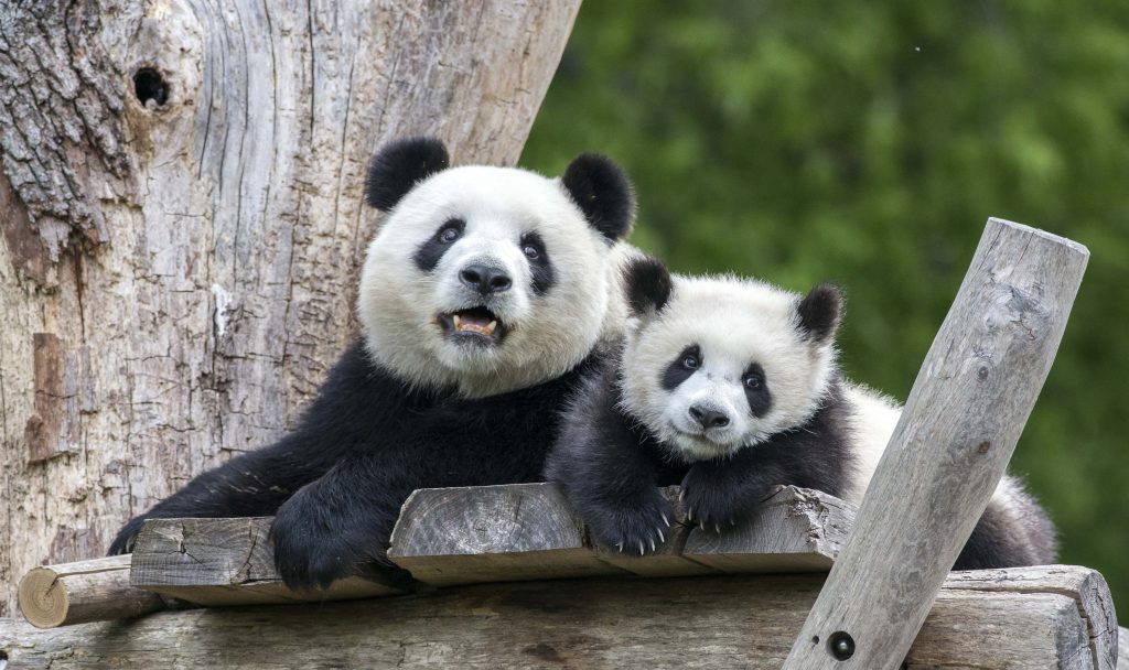 Nu își pot deschide ochii decât după 6–8 săptămâni și nu se pot mișca independent până în jurul vârstei de trei luni. Foto: Freepik.com