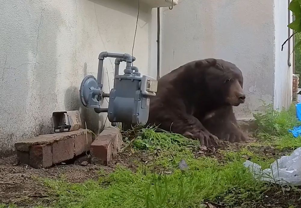 Un urs de 250 de kilograme a locuit o lună de zile sub casa unui bărbat din California! Cum a fost scos de acolo?