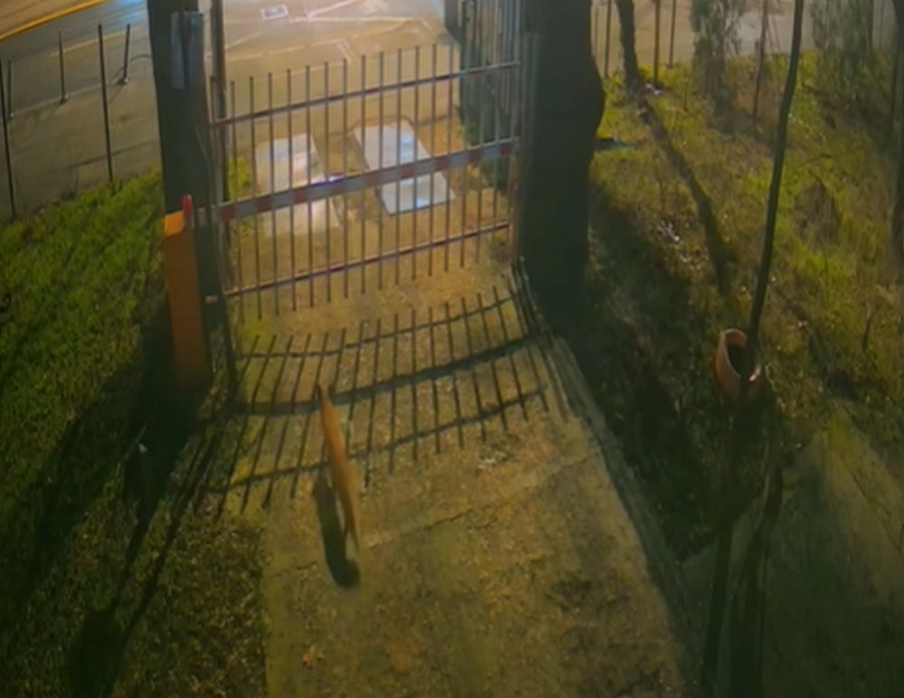 Trei vulpi, filmate în centrul Bucureștiului. Cum explică specialiștii apariţia acestora în oraș