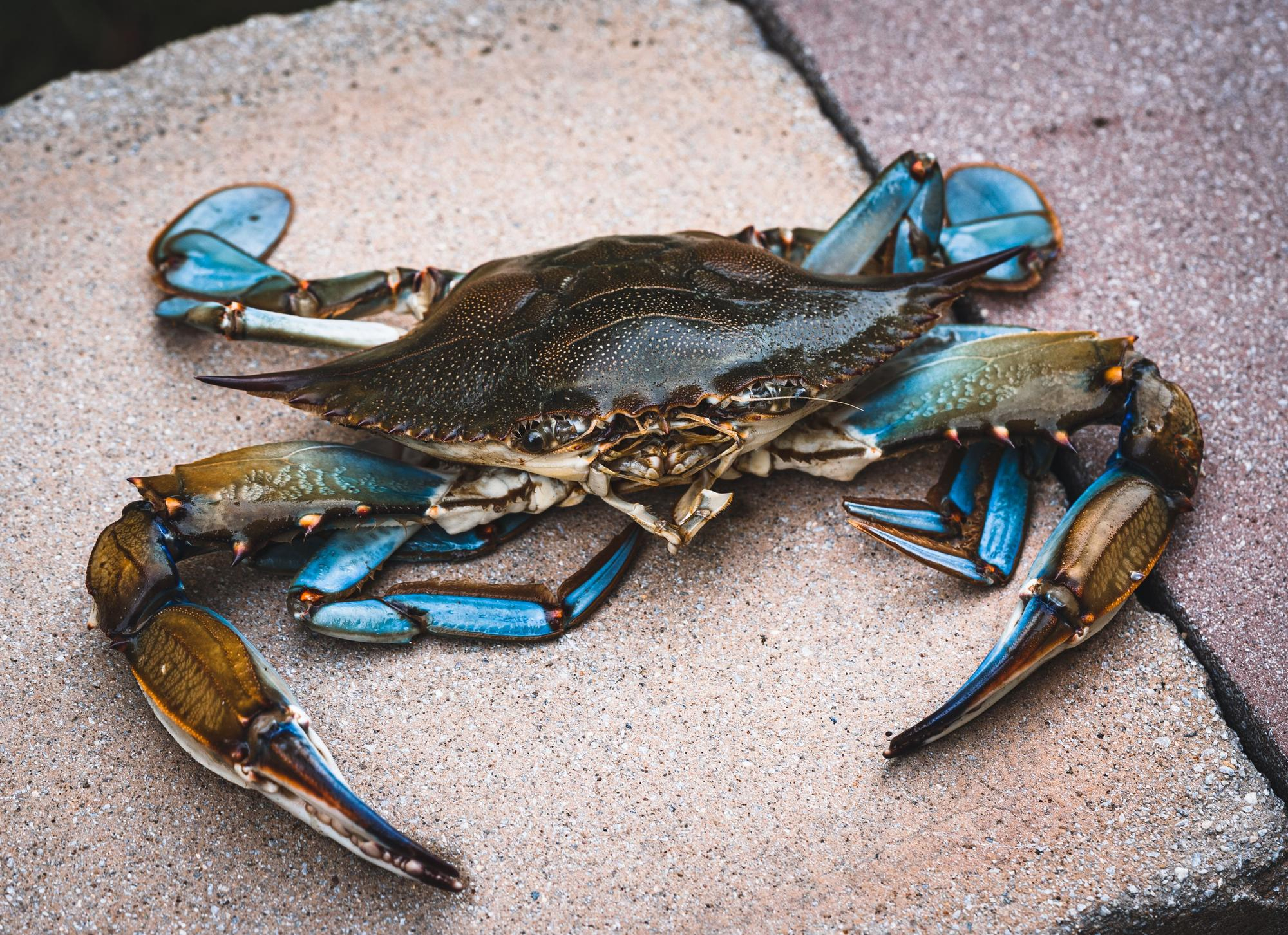 Crabul albastru pe litoralul românesc ridică semne de întrebare pentru specialiști. Sursa foto: Freepik.com