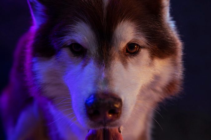 Au mamiferele sociale un „cod secret”? Ce a descoperit inteligența artificială