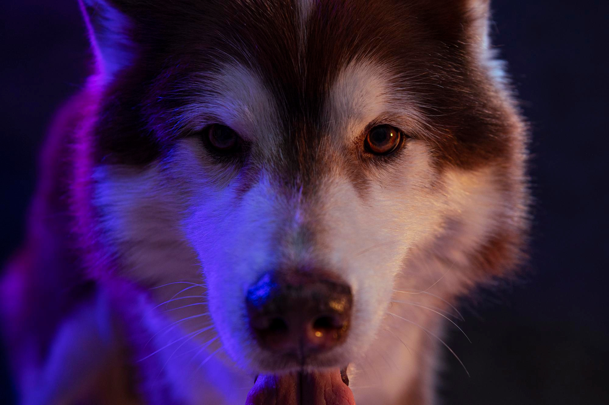 Un studiu AI despre comportamentul social la mamifere. Foto: Freepik.com