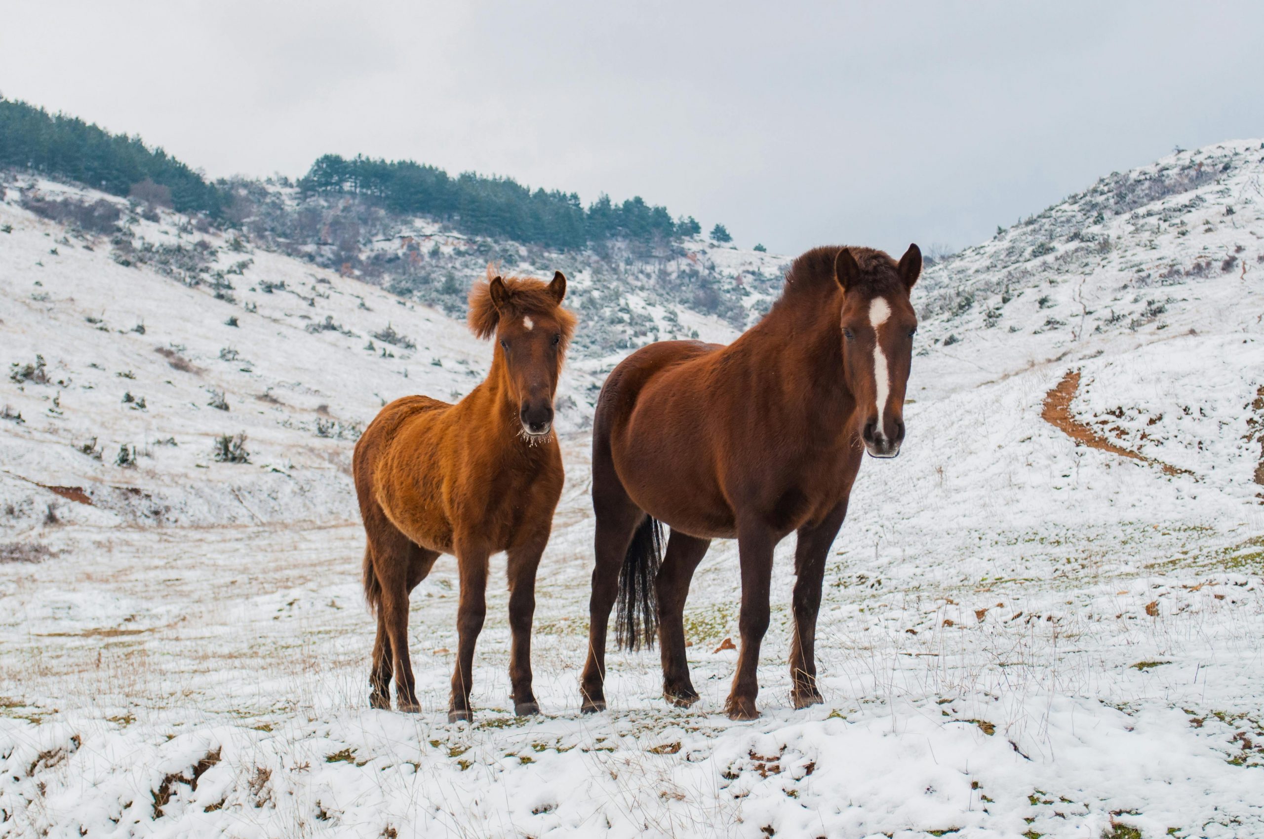 Legea nr. 205/2004 privind protecția animalelor obligă proprietarii să asigure condiții minime de bunăstare, inclusiv adăpost adecvat, hrană și apă suficiente. foto: pexels.com