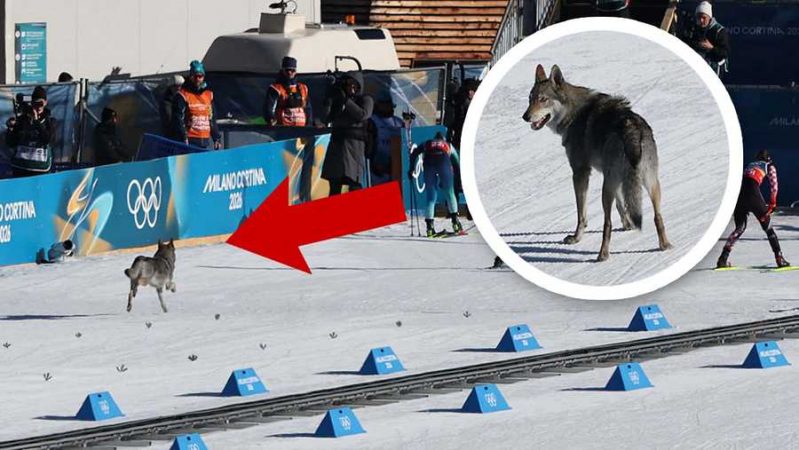 Câinele care a „concurat” la Jocurile Olimpice de Iarnă. Nazgul a sprintat spre linia de sosire și a cucerit publicul