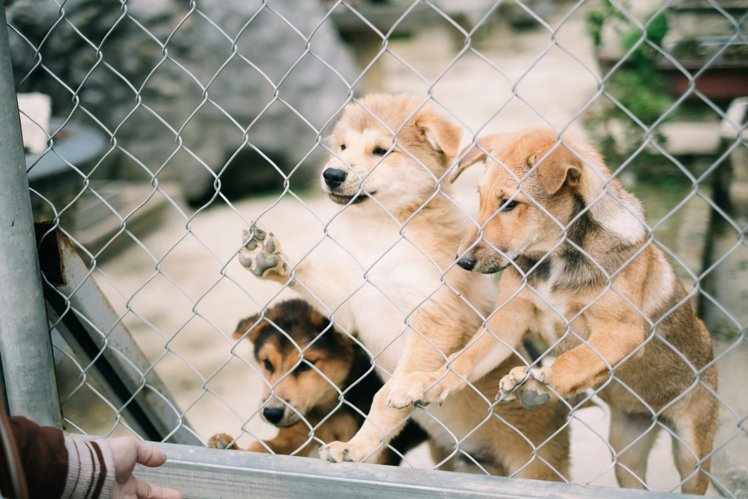 Organizațiile pentru protecția animalelor susțin că situația din Suraia nu este una recentă. foto: pexels.com