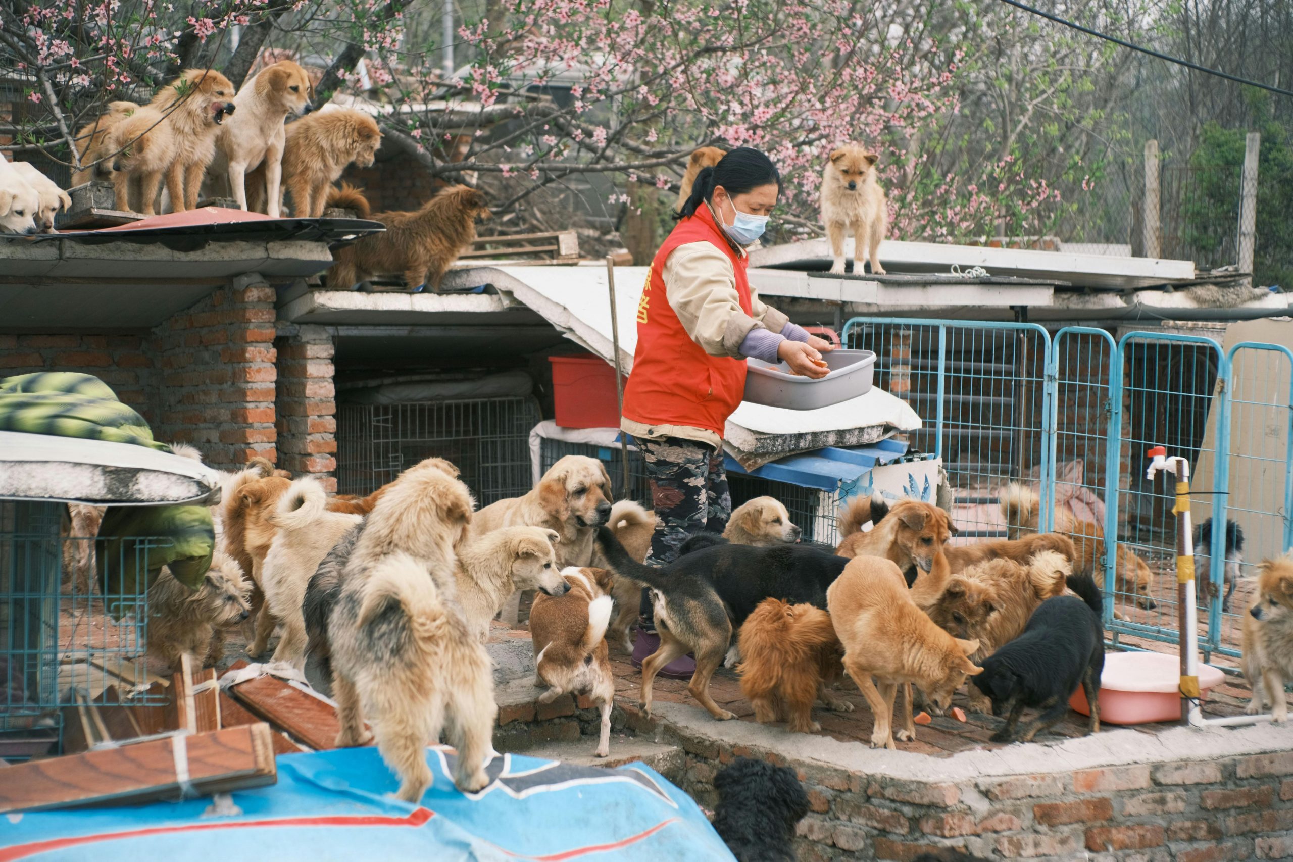 La momentul controlului, autoritățile au identificat aproximativ 205 câini. foto: pexels.com
