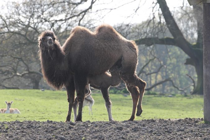 Cămila sălbatică din Tartaria e pe cale de dispariție