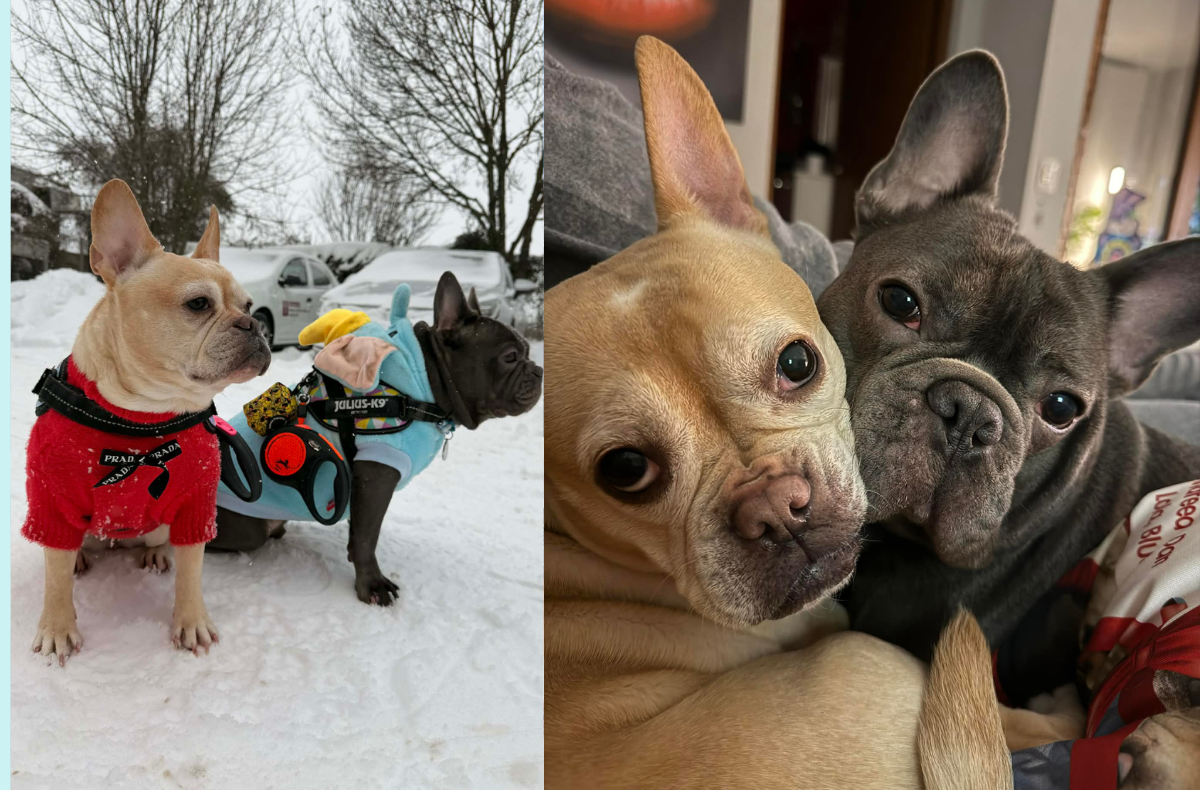 Asociația Năsucuri Pufoase propune un model diferit: intervenție specializată, dedicată exclusiv rasei Bulldog francez. Foto: Asociatia Nasucuri Pufoase