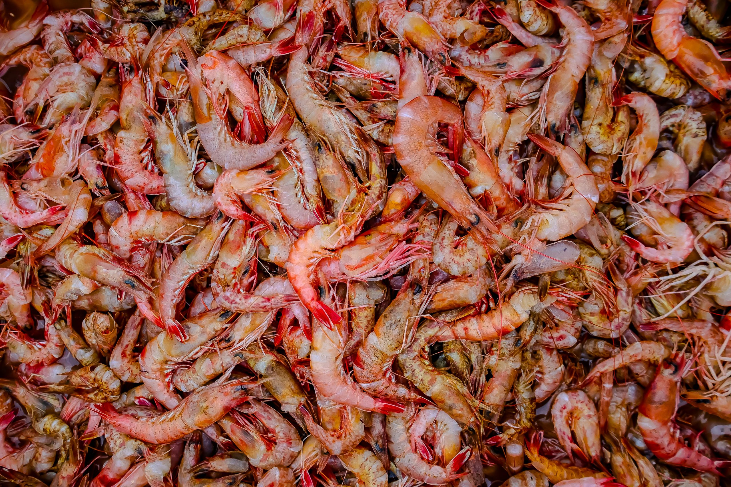 Fauna marină din apele Angliei este în pericol. foto: pexels.com