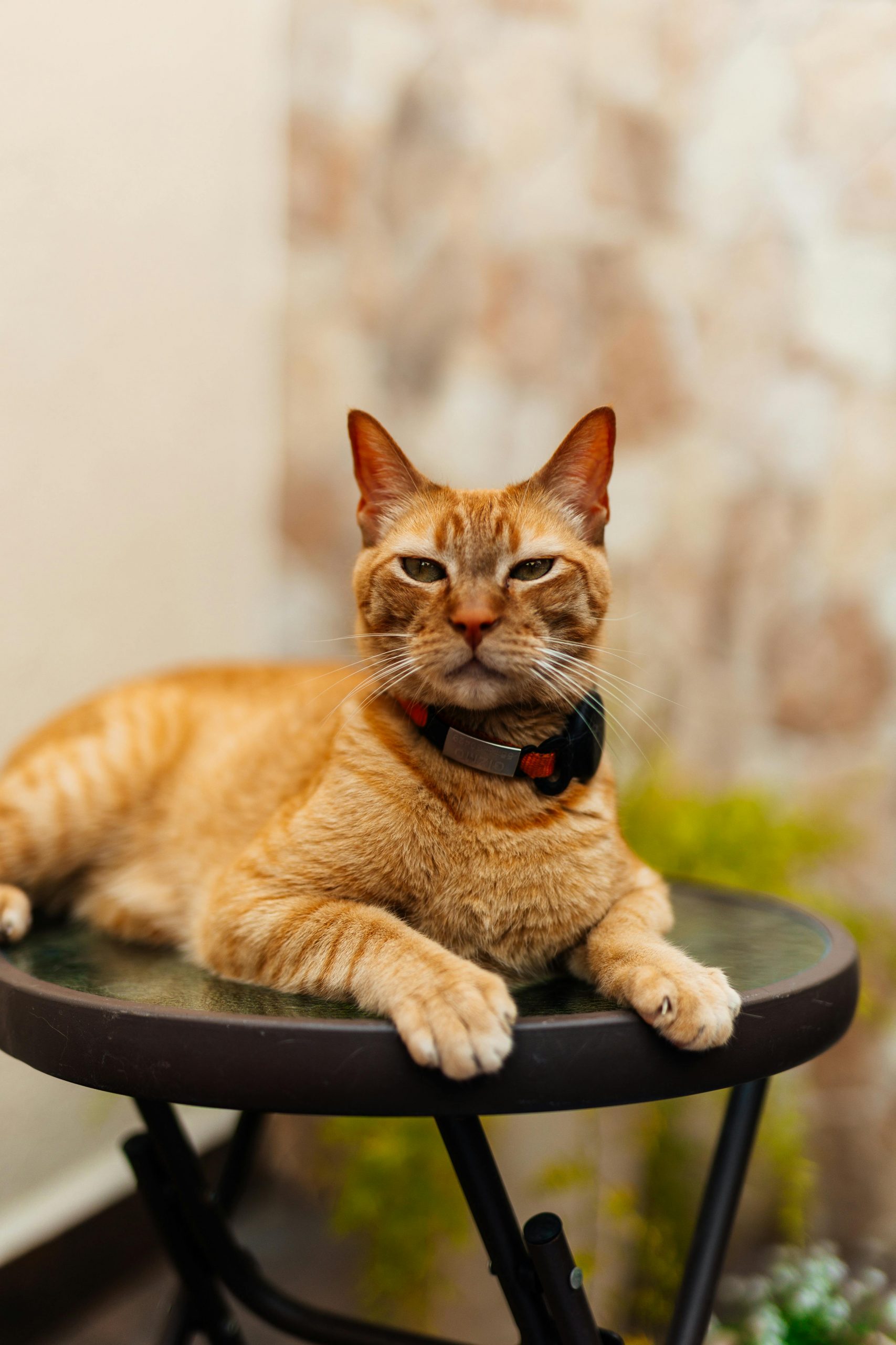 Felinele pot purta ranchiună mai mult decât crezi. foto: pexels.com