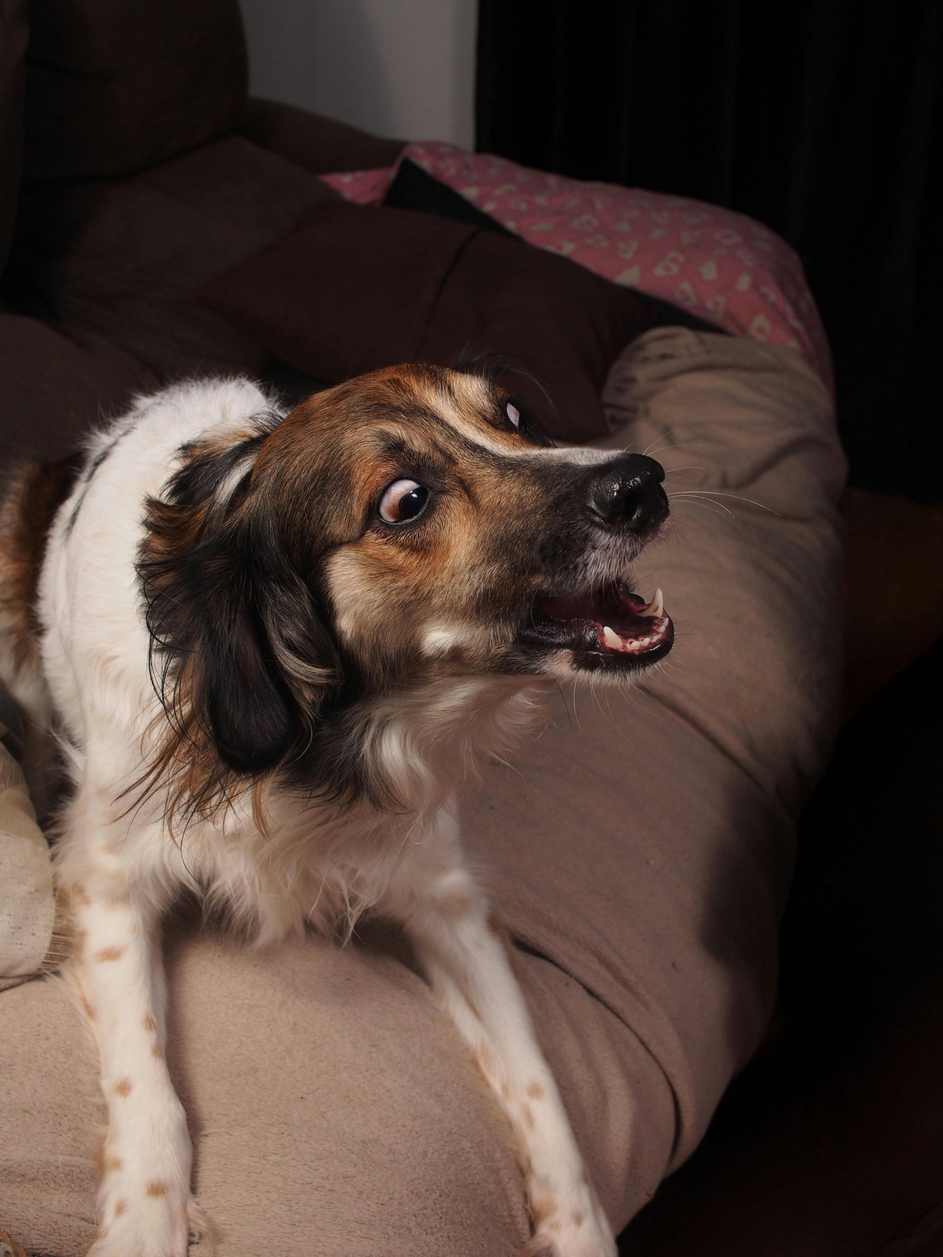 Lătratul este o formă normală de comunicare la câini. foto: pexels.com