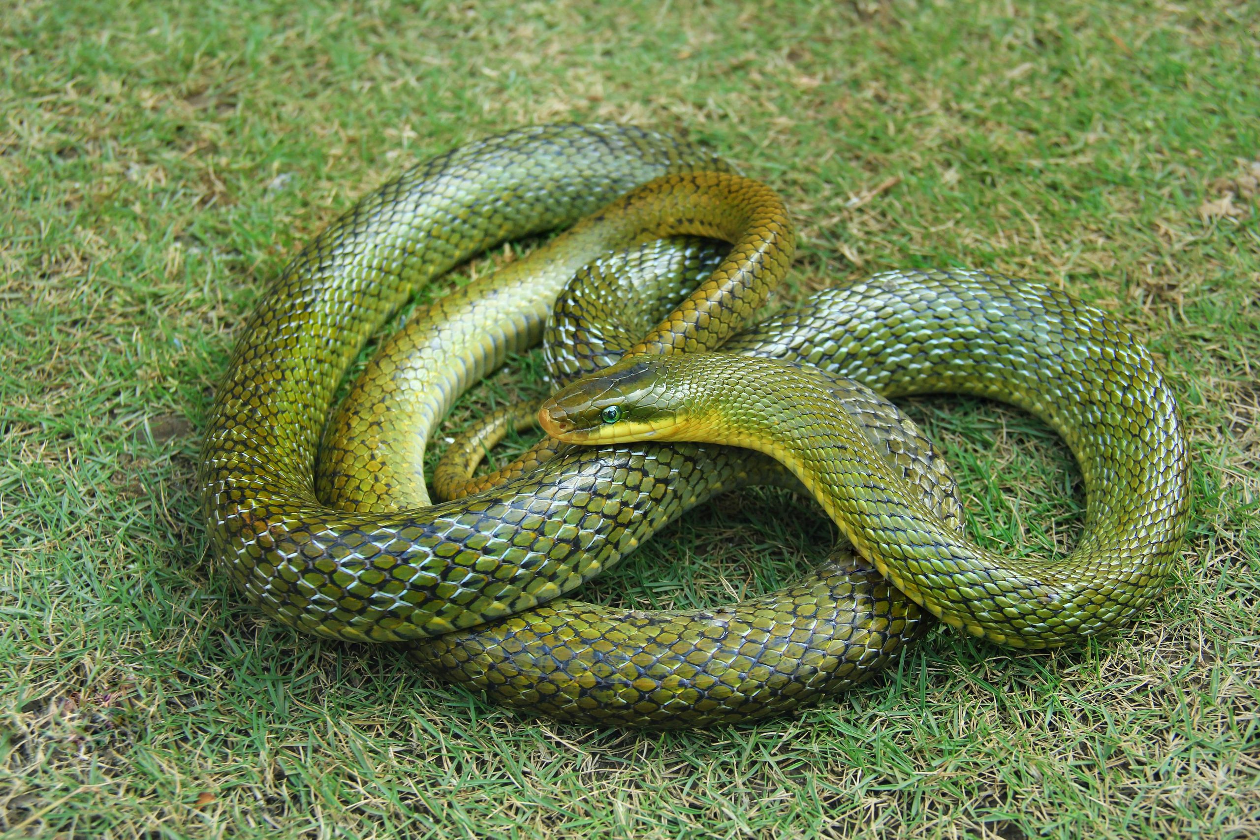 De ce și-au pierdut șerpii membrele? foto pexels.com