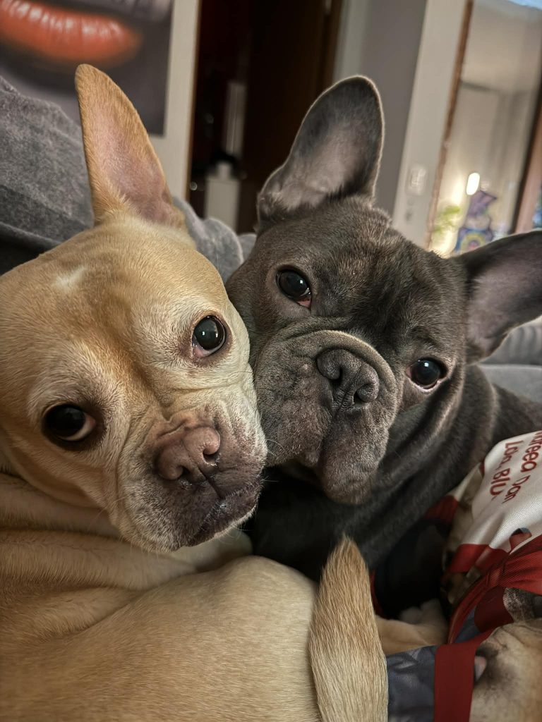 Asociația Năsucuri Pufoase sprijină Bulldogul francez: un apel la responsabilitate