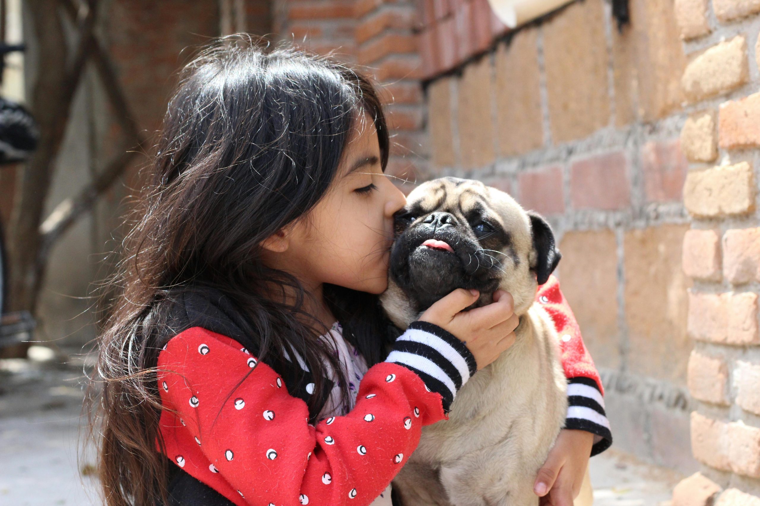 Franța introduce îngrijirea animalelor de companie în școli. foto pexels.com