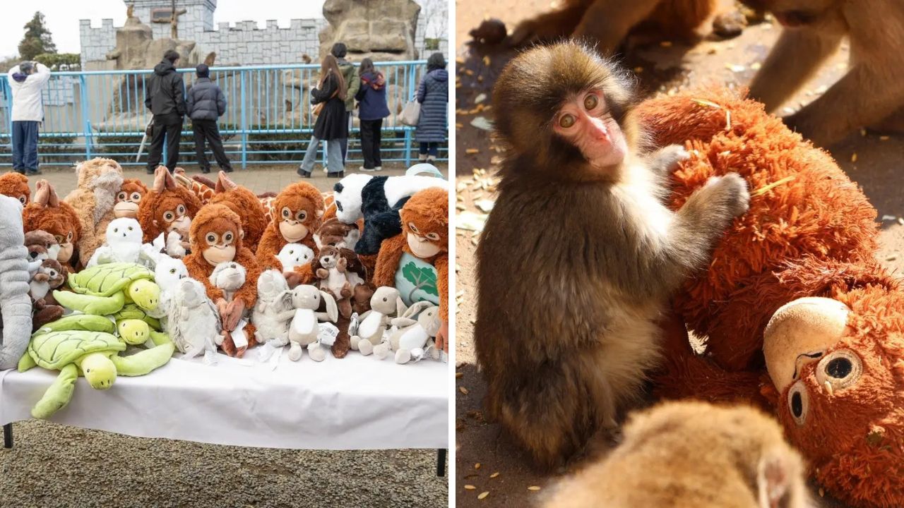 IKEA i-a donat jucării de pluș maimuței virale Punch. foto: X @ichikawa_zoo