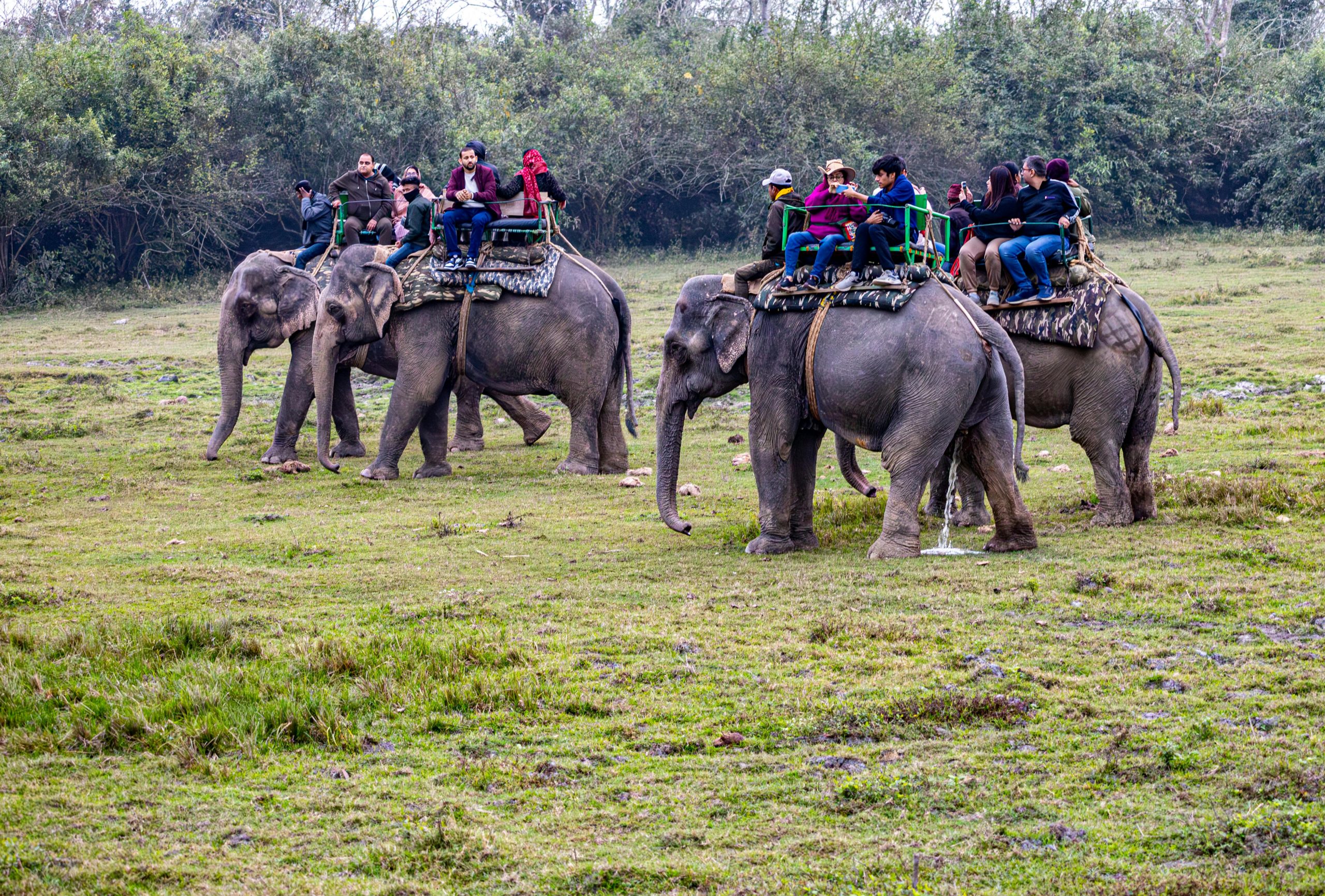 Indonezia interzice plimbările pe elefanți. foto pexels.com