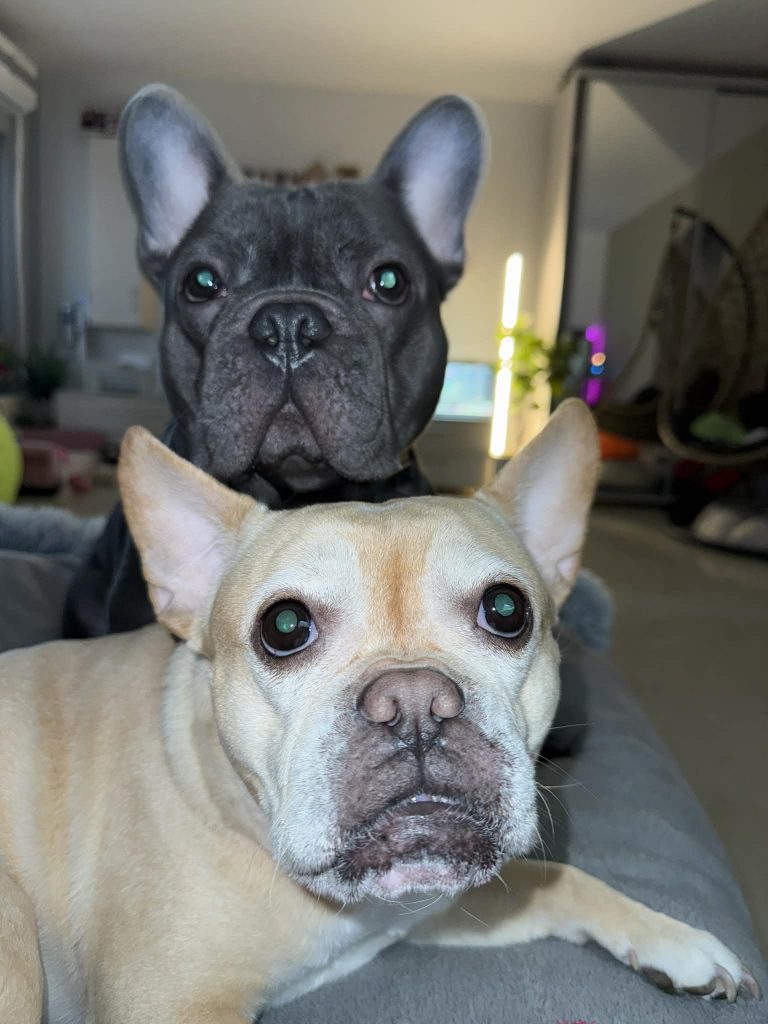 Aspectul său expresiv și temperamentul afectuos îl fac extrem de dorit. Foto: Asociatia Nasucuri Pufoase