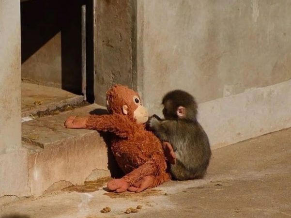 Moment emoționant la o grădină zoologică din Japonia: un pui de maimuță abandonat își găsește alinarea într-o jucărie de pluș