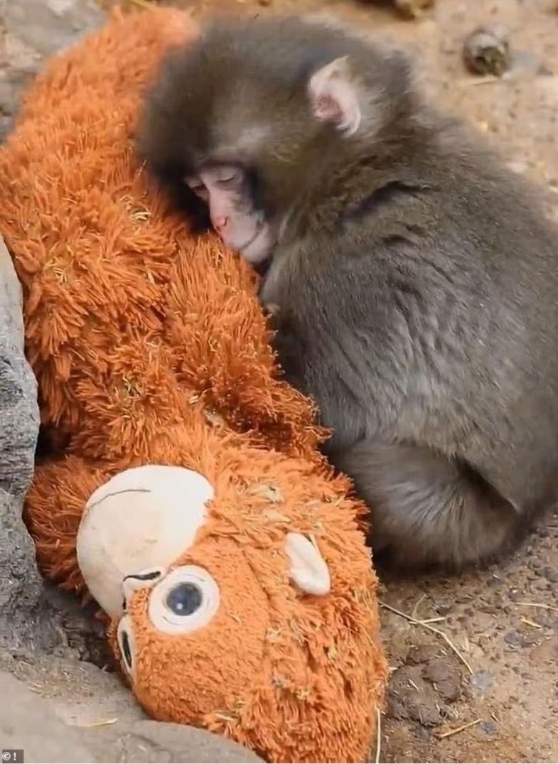 Punch este un macac în vârstă de șase luni, care trăiește la Ichikawa City Zoo, în Japonia. foto: capturi video X