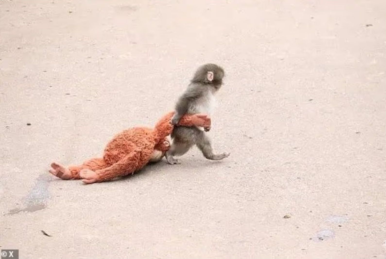 Punch s-a născut în iulie 2025, însă mama sa l-a respins la scurt timp după naștere. foto: capturi video X