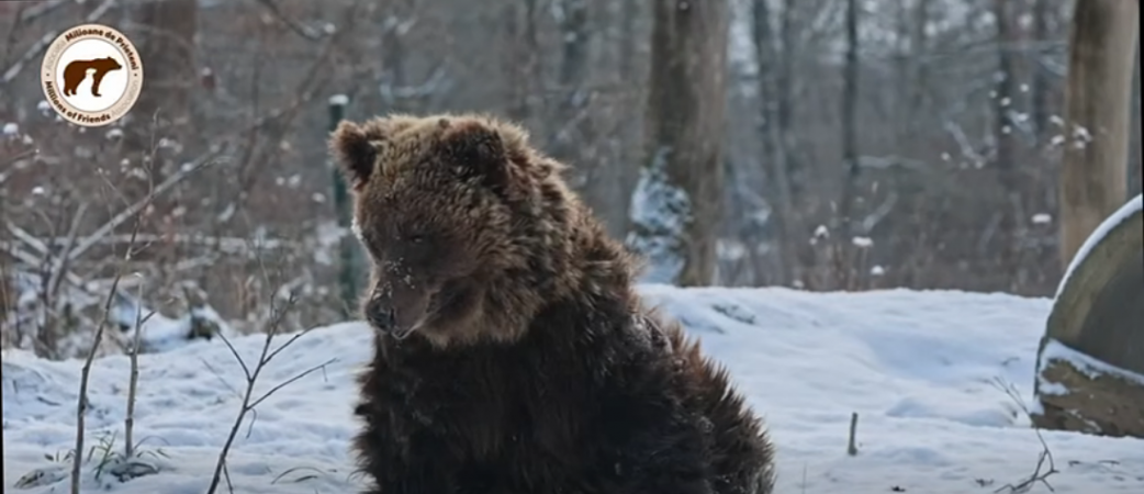 Povestea emoționantă a Alisei, ursul nevăzător salvat la Sanctuarul Libearty Zărnești (Video)