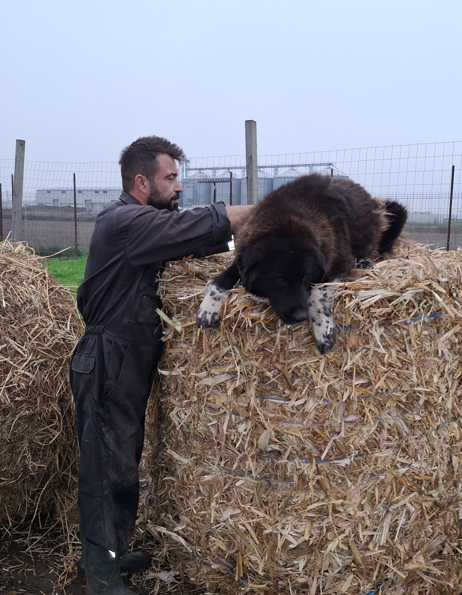 Medicul a lucrat ore întregi, în condiții dificile, ud și expus frigului, dar concentrat exclusiv asupra salvării animalelor. foto: Facebook