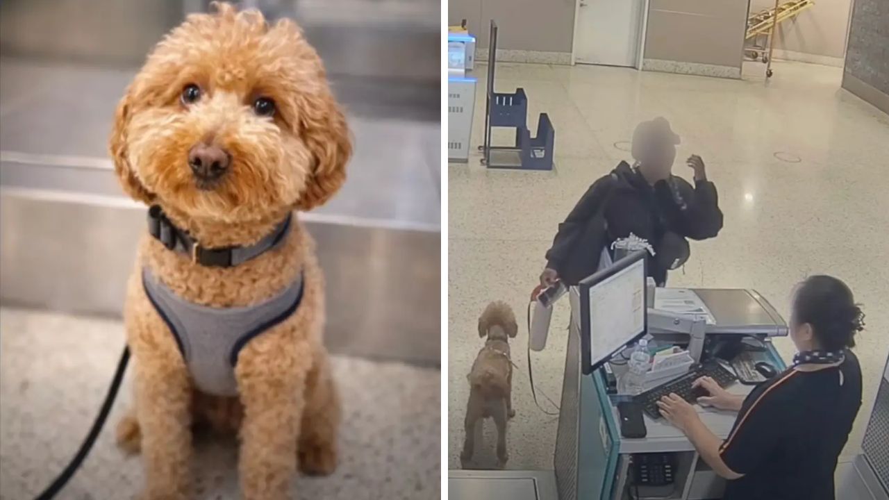 O femeie și-a abandonat câinele în aeroport pentru a urca în avion. foto: Las Vegas Metropolitan Police Department