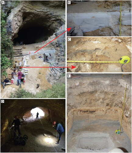 Fosilele descoperite dezvăluie 12 specii antice de păsări și patru specii de broaște.