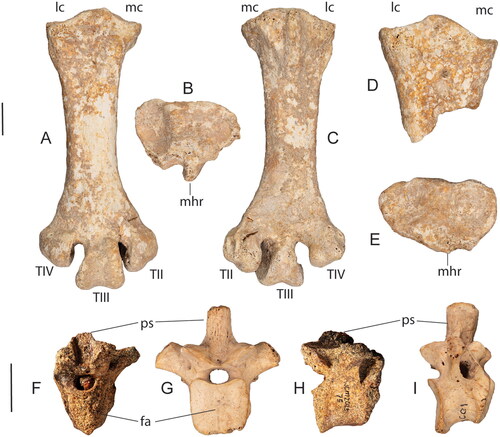 Multe dintre speciile identificate erau deja dispărute la momentul sosirii oamenilor.