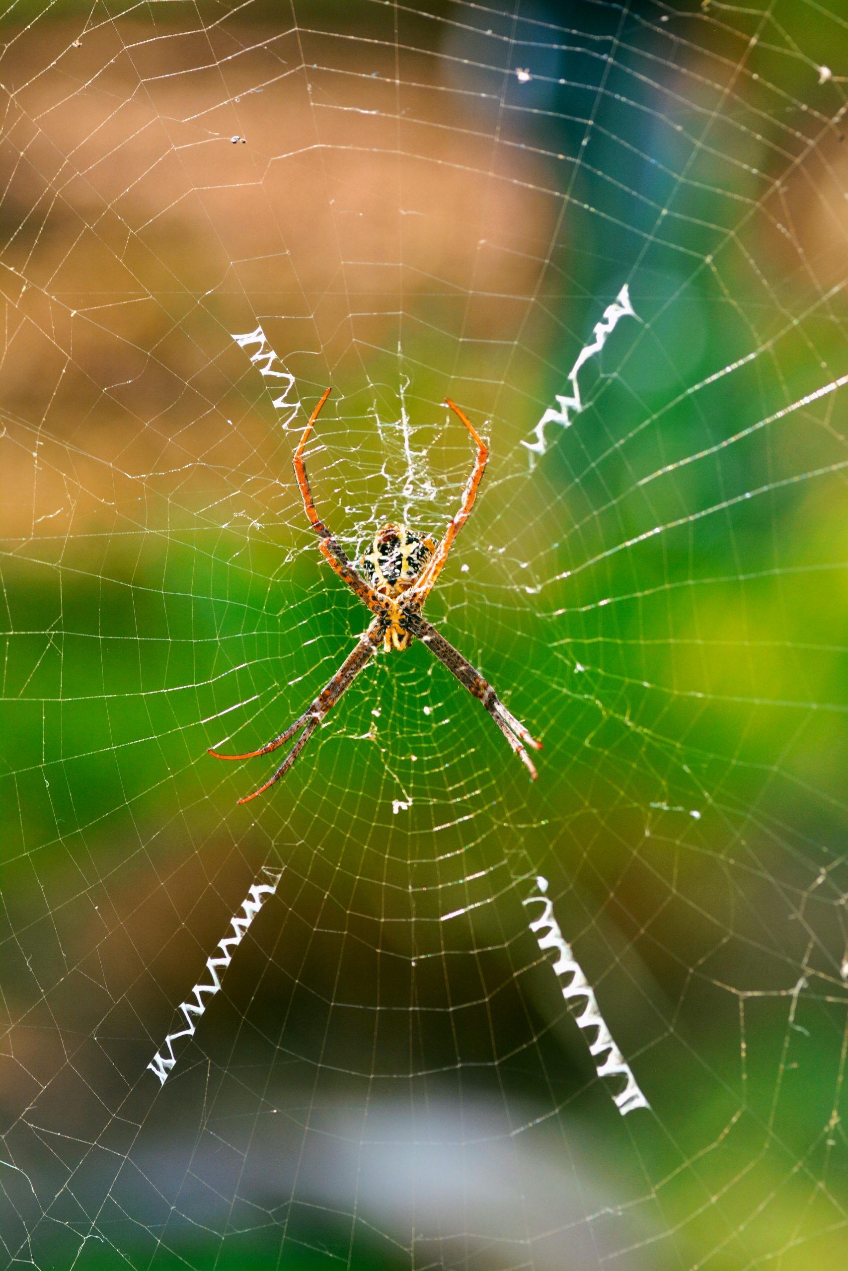 Cercetătorii au descoperit mecanismul molecular care îi conferă această combinație unică de rezistență și flexibilitate. foto: pexels.com