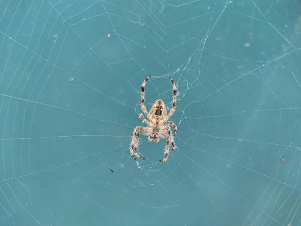 Pânza de păianjen este mai rezistentă decât oțelul. Cercetătorii au descoperit secretul molecular care o face atât de puternică