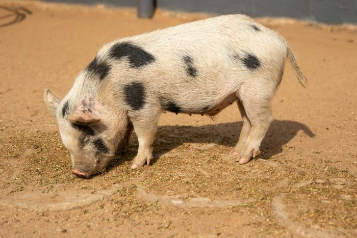 Porcul ‘zburător’ din China care a lăsat un sat fără curent electric timp de 10 ore. Cum a fost posibil așa ceva?